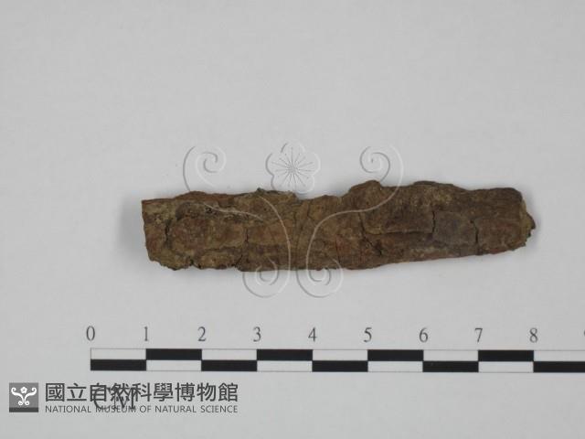 登錄號:F0008937藏品圖，第1張