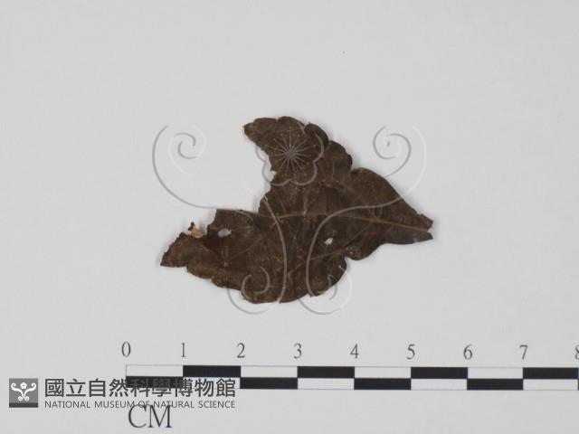 登錄號:F0018937藏品圖，第1張
