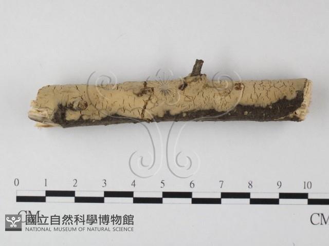 登錄號:F0000937藏品圖，第1張