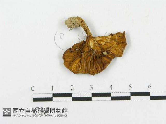 登錄號:F0010937藏品圖，第1張