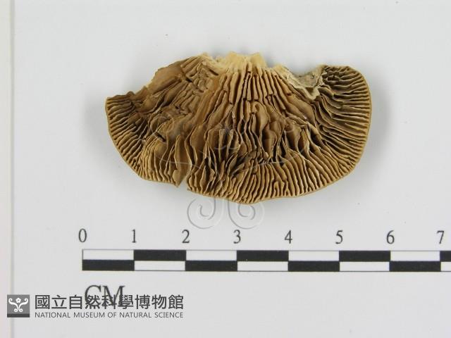 登錄號:F0006937藏品圖，第1張