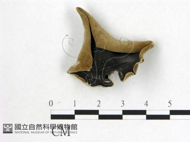 毛木耳藏品圖，第1張