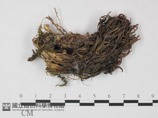 登錄號:F0021937藏品圖，第1張