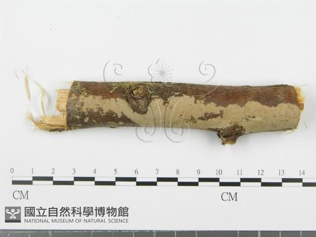 登錄號:F0001937藏品圖，第1張