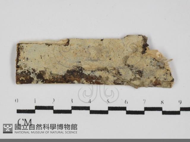 登錄號:F0031937藏品圖，第1張