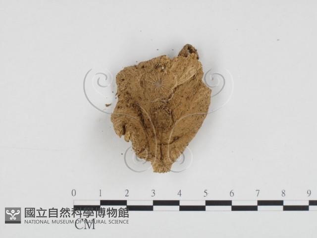 登錄號:F0004937藏品圖，第3張