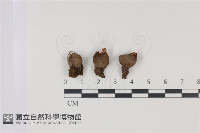登錄號:F0034937藏品圖，第1張