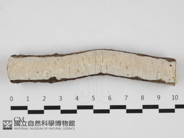 登錄號:F0032937藏品圖，第1張