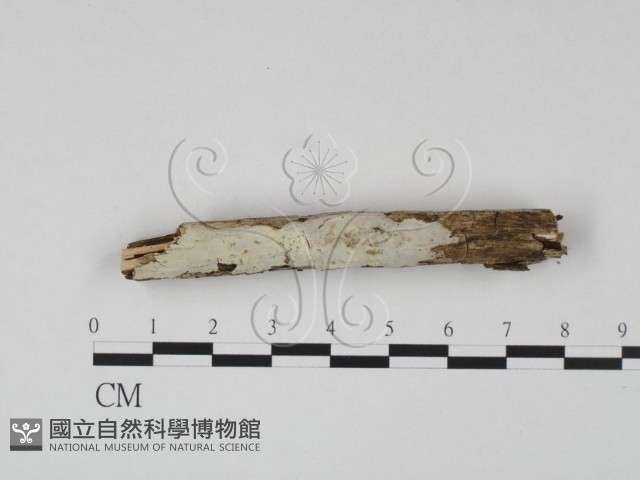 登錄號:F0007937藏品圖，第1張