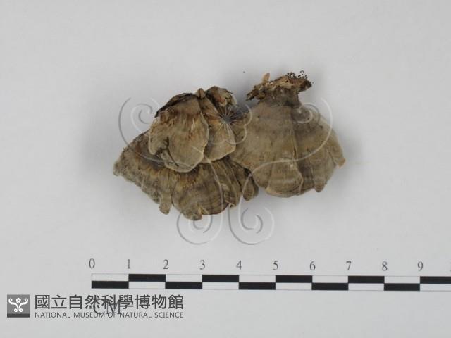 雲芝藏品圖，第1張