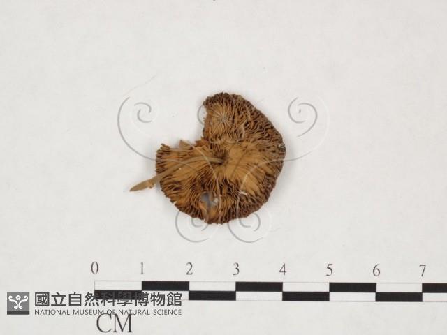 登錄號:F0025937藏品圖，第1張