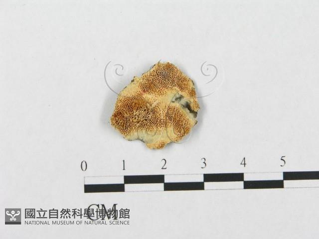 登錄號:F0005937藏品圖，第1張