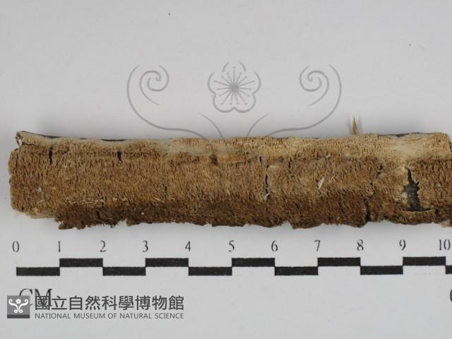 耙菌屬藏品圖，第1張