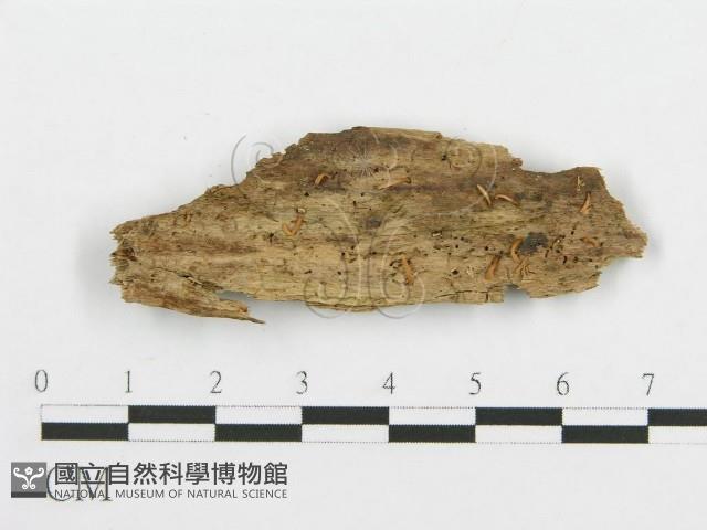 登錄號:F0009937藏品圖，第1張