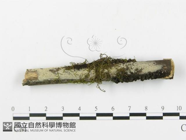 登錄號:F0003937藏品圖，第1張