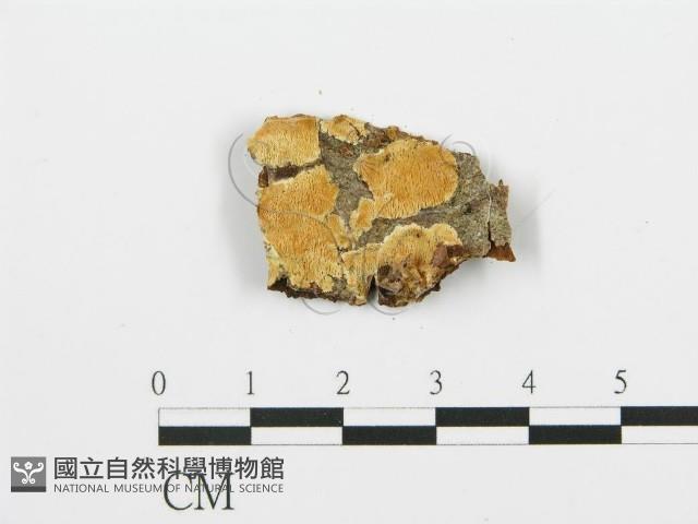 登錄號:F0013937藏品圖，第1張