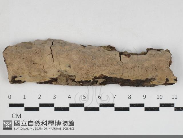 擬射脈菌屬藏品圖，第1張