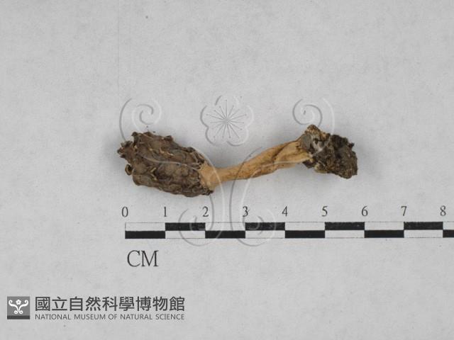 登錄號:F0028637藏品圖，第1張