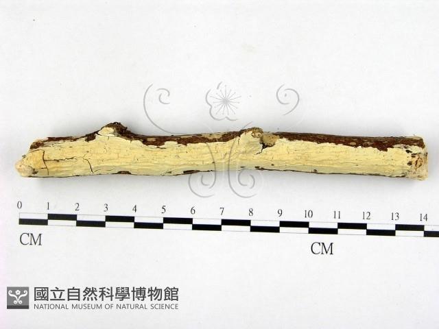 顯絲菌屬藏品圖，第1張
