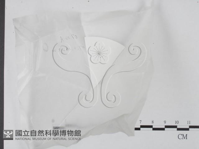 登錄號:F0020637藏品圖，第1張