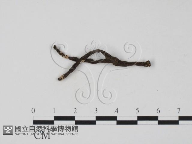 登錄號:F0000637藏品圖，第1張