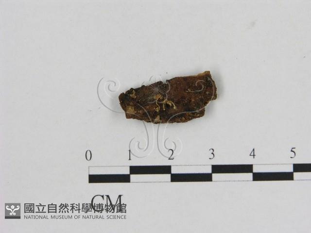 小菇屬藏品圖，第1張