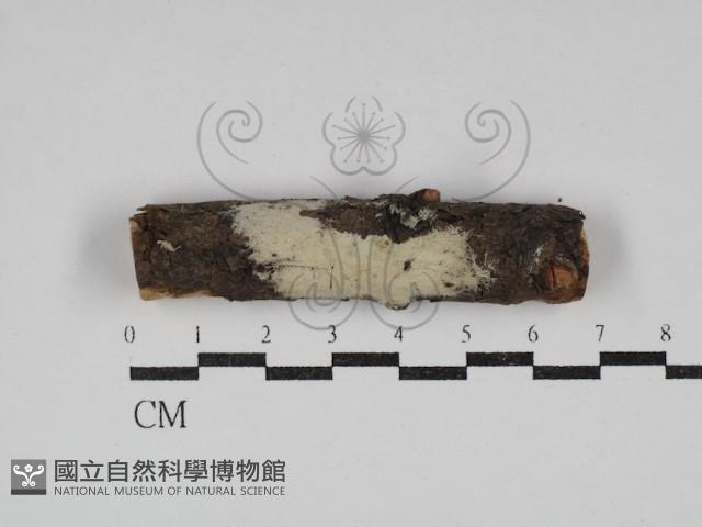 齒耳菌屬藏品圖，第1張