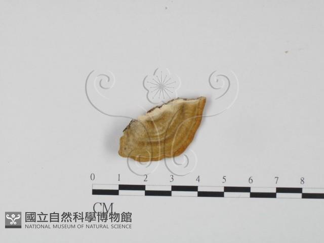 登錄號:F0006637藏品圖，第1張