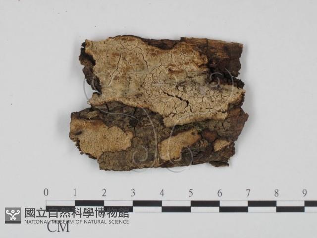 登錄號:F0011637藏品圖，第1張