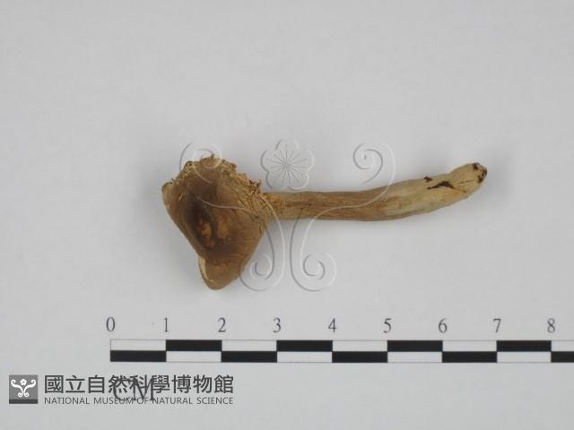 登錄號:F0024637藏品圖，第1張