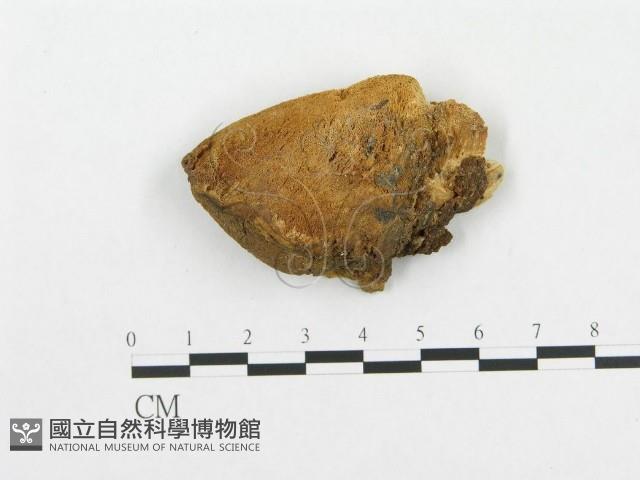 登錄號:F0004637藏品圖，第1張