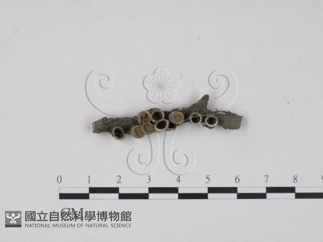 登錄號:F0002637藏品圖，第1張