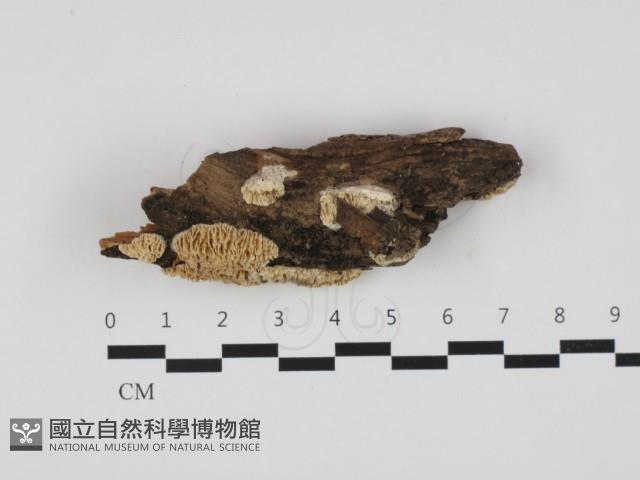 薄孔菌屬藏品圖，第1張