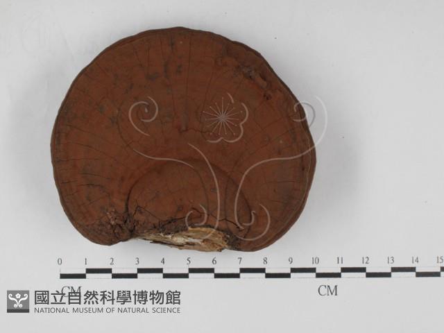 靈芝屬藏品圖，第1張