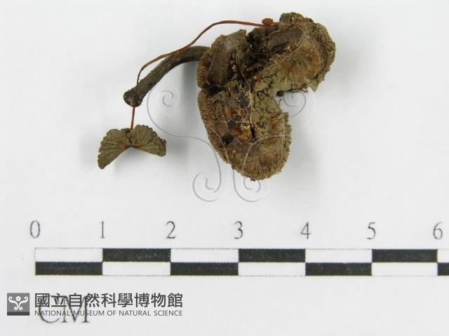 登錄號:F0007637藏品圖，第1張