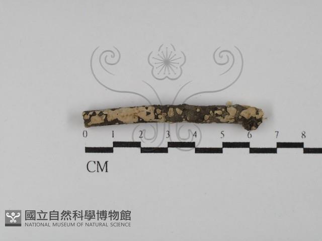 登錄號:F0025637藏品圖，第1張