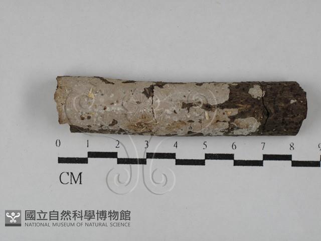 刺皮菌屬藏品圖，第1張