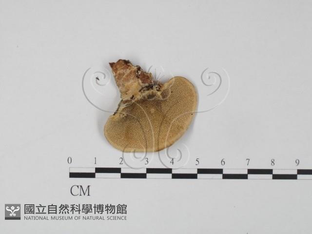 登錄號:F0009637藏品圖，第1張