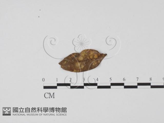 登錄號:F0019637藏品圖，第1張