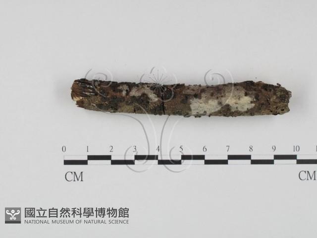 登錄號:F0023637藏品圖，第1張