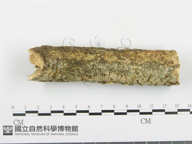 阿太菌屬藏品圖，第1張