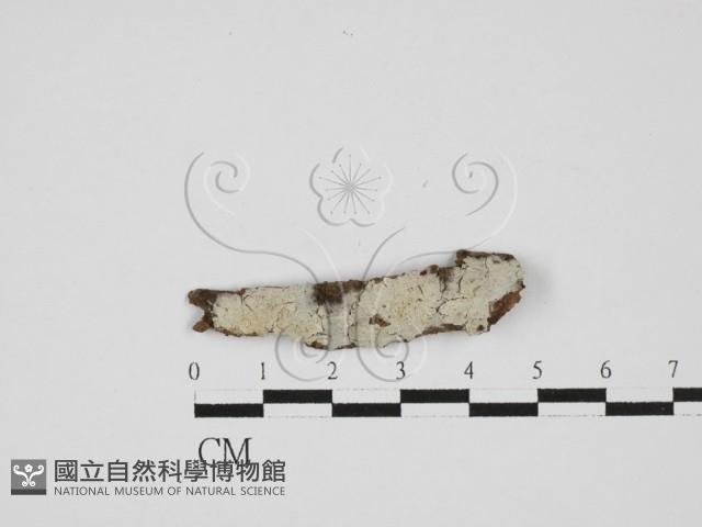 登錄號:F0013637藏品圖，第1張