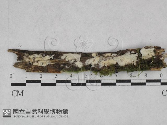 齒耳菌屬藏品圖，第1張