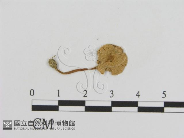 登錄號:F0008437藏品圖，第1張