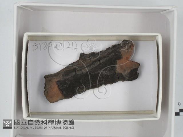 登錄號:F0018437藏品圖，第1張