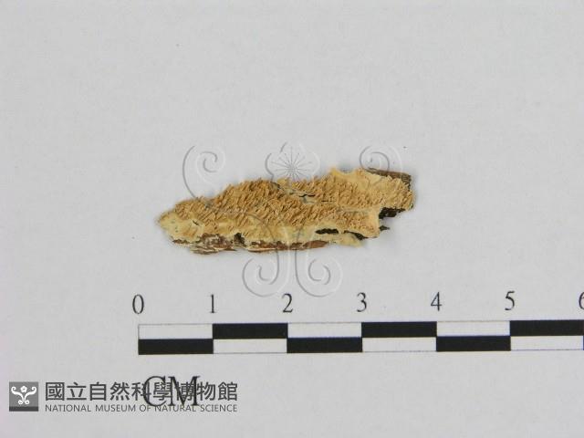 銳孔菌屬藏品圖，第1張
