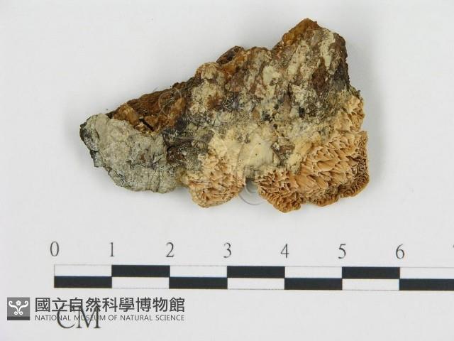 登錄號:F0006437藏品圖，第1張