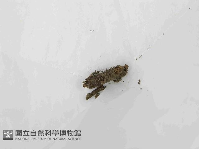 登錄號:F0021437藏品圖，第1張