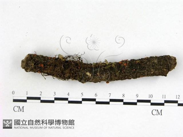 登錄號:F0001437藏品圖，第1張