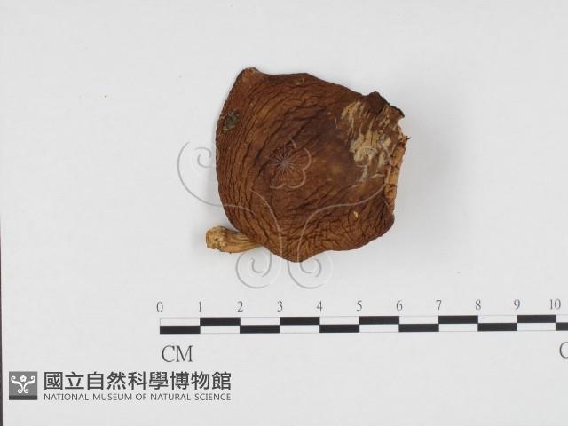登錄號:F0024437藏品圖，第1張